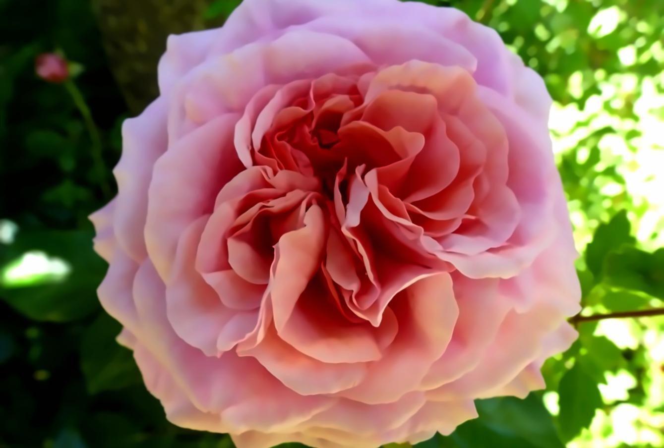 Atelier pratique d'écologie sociale