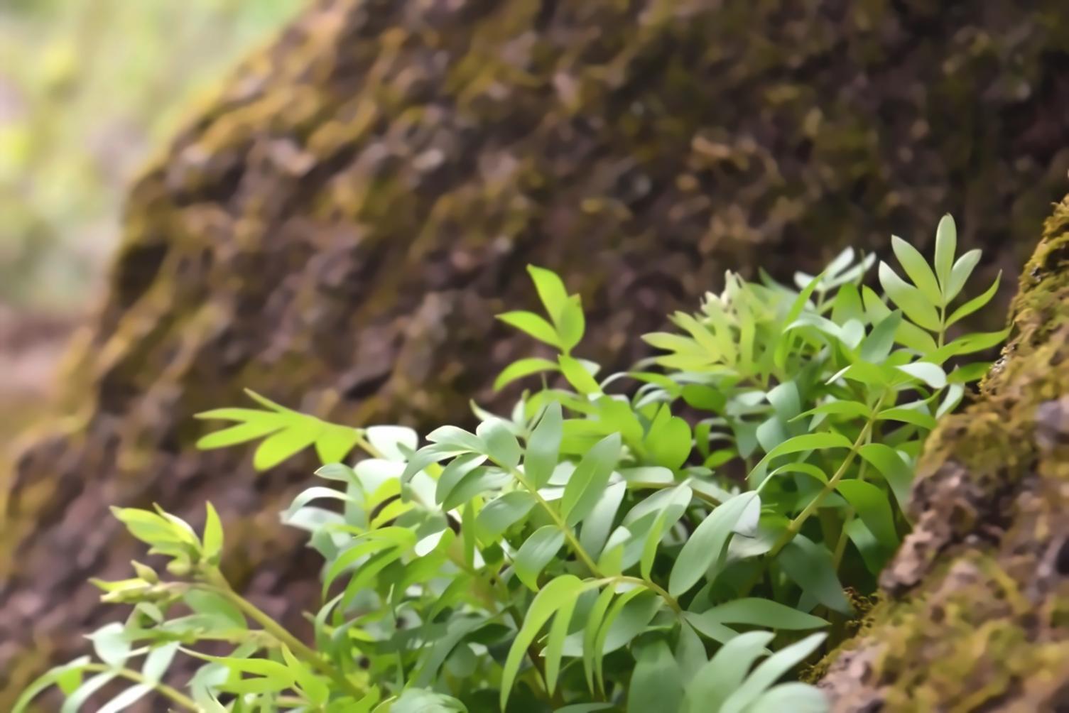 Atelier de discussion de groupe sur les pratiques écologiques sociales